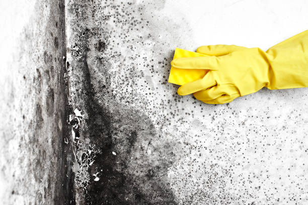 Best Mold Cleaning Services  in Lyman, WY
