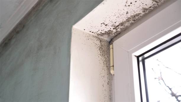 Certified Mold Removal in Lyman, WY