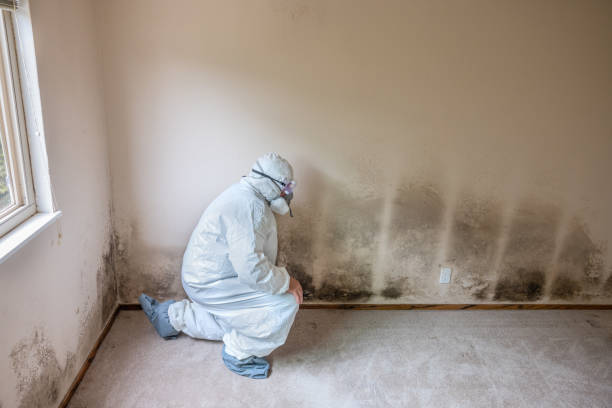 Mold Removal Process in Lyman, WY