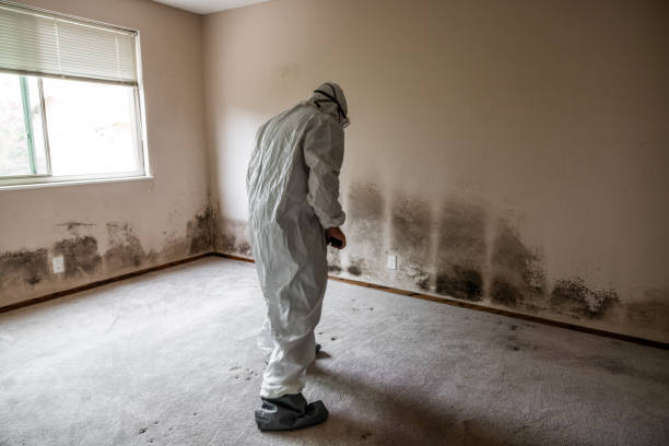 Attic Mold Removal in Lyman, WY