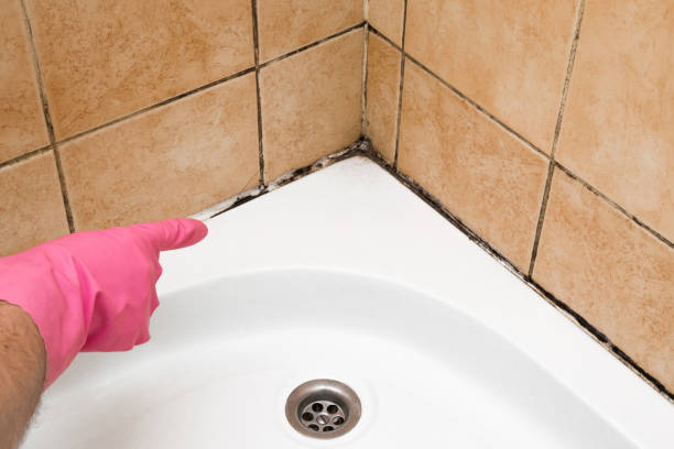 Professional Mold Removal in Lyman, WY